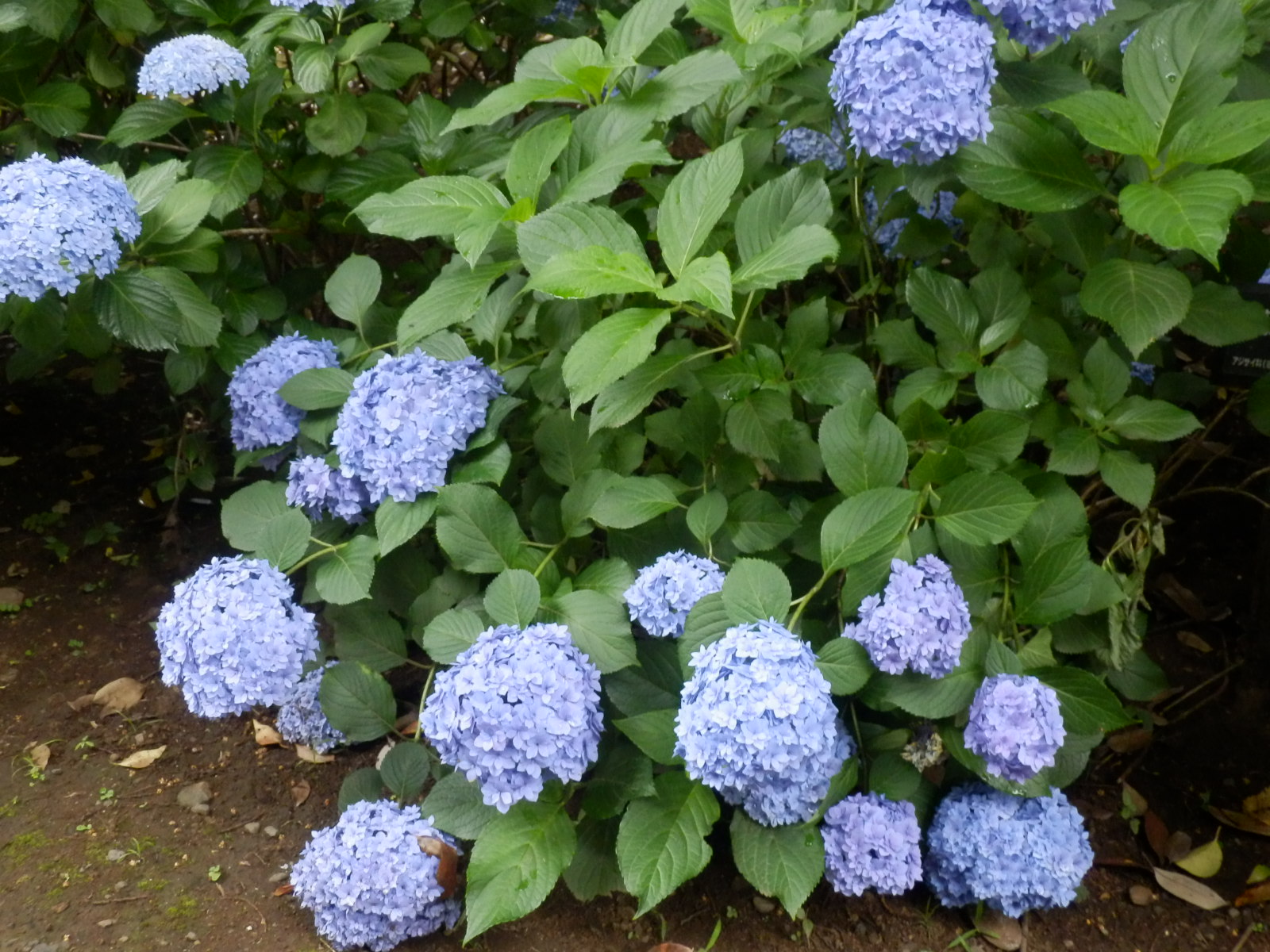 P6150014