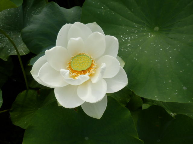 イメージ 10