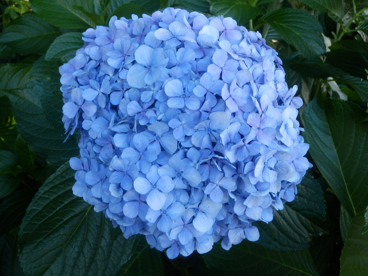 P7020018