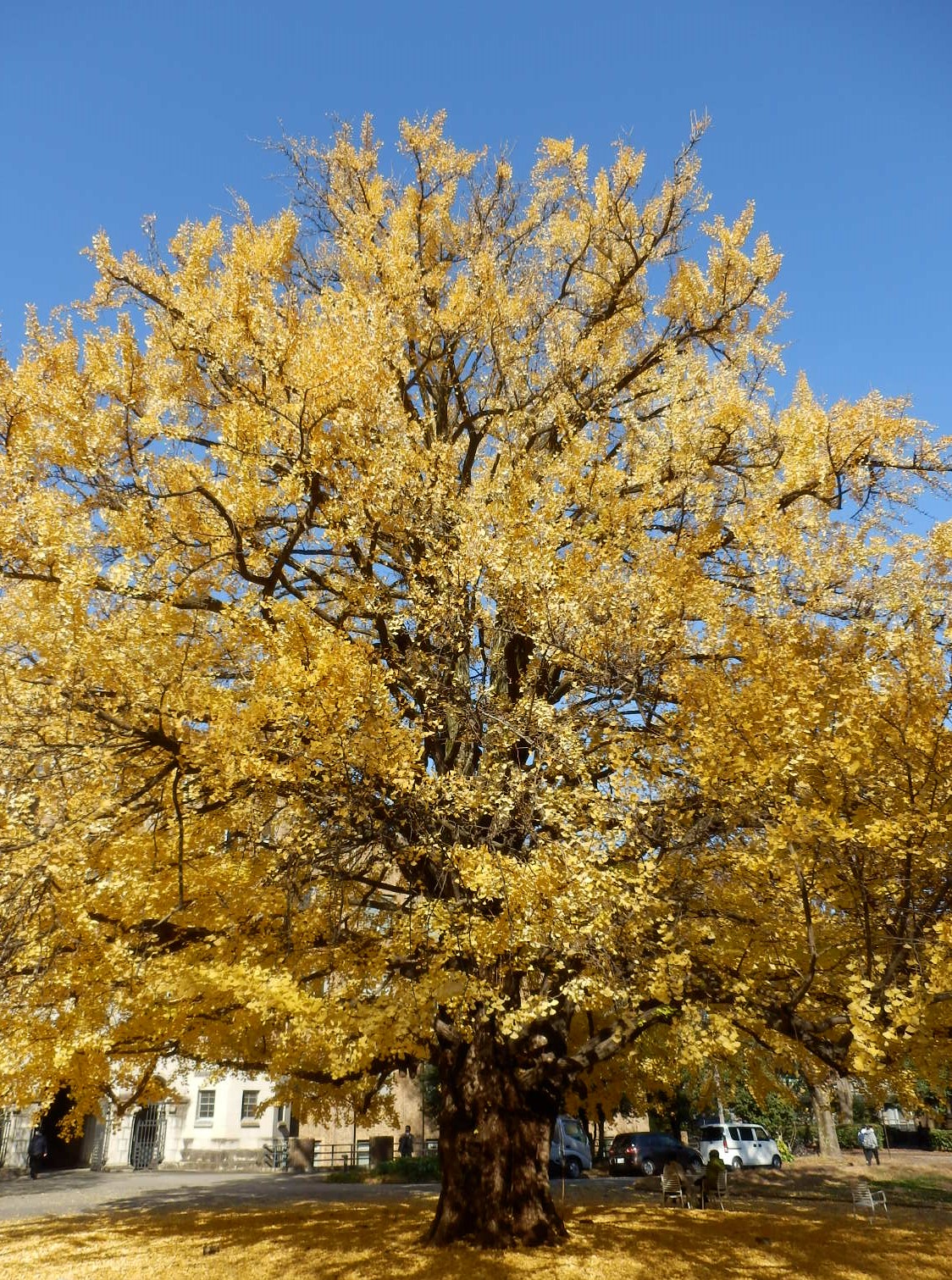 PC090036