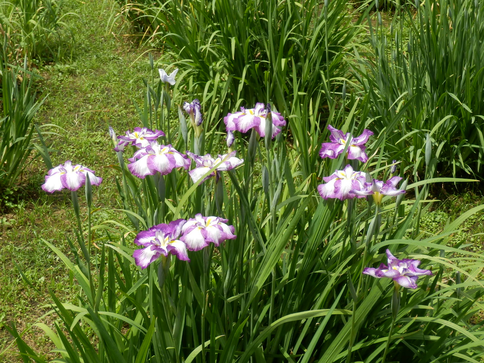 P5270012