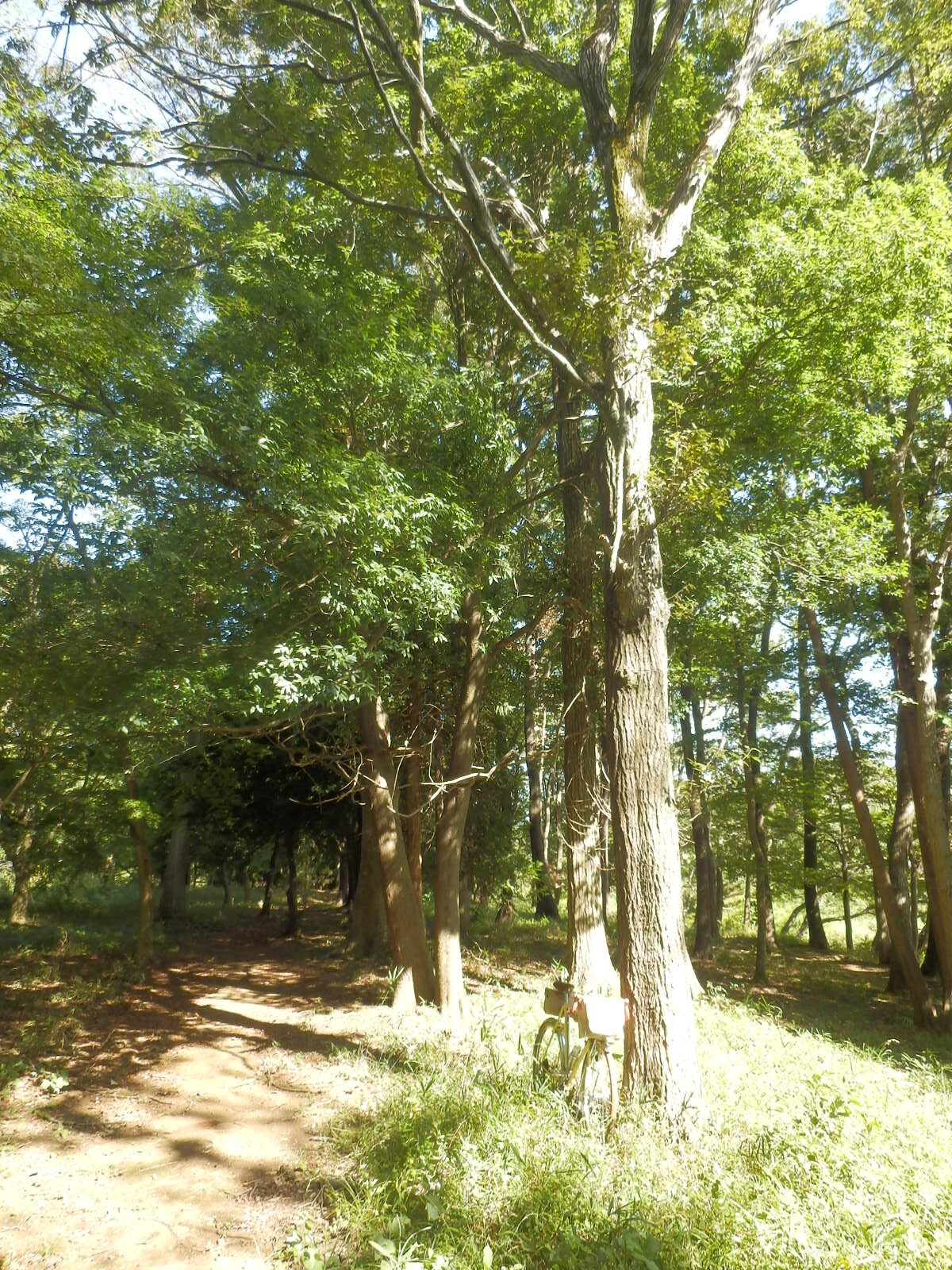 PA070020