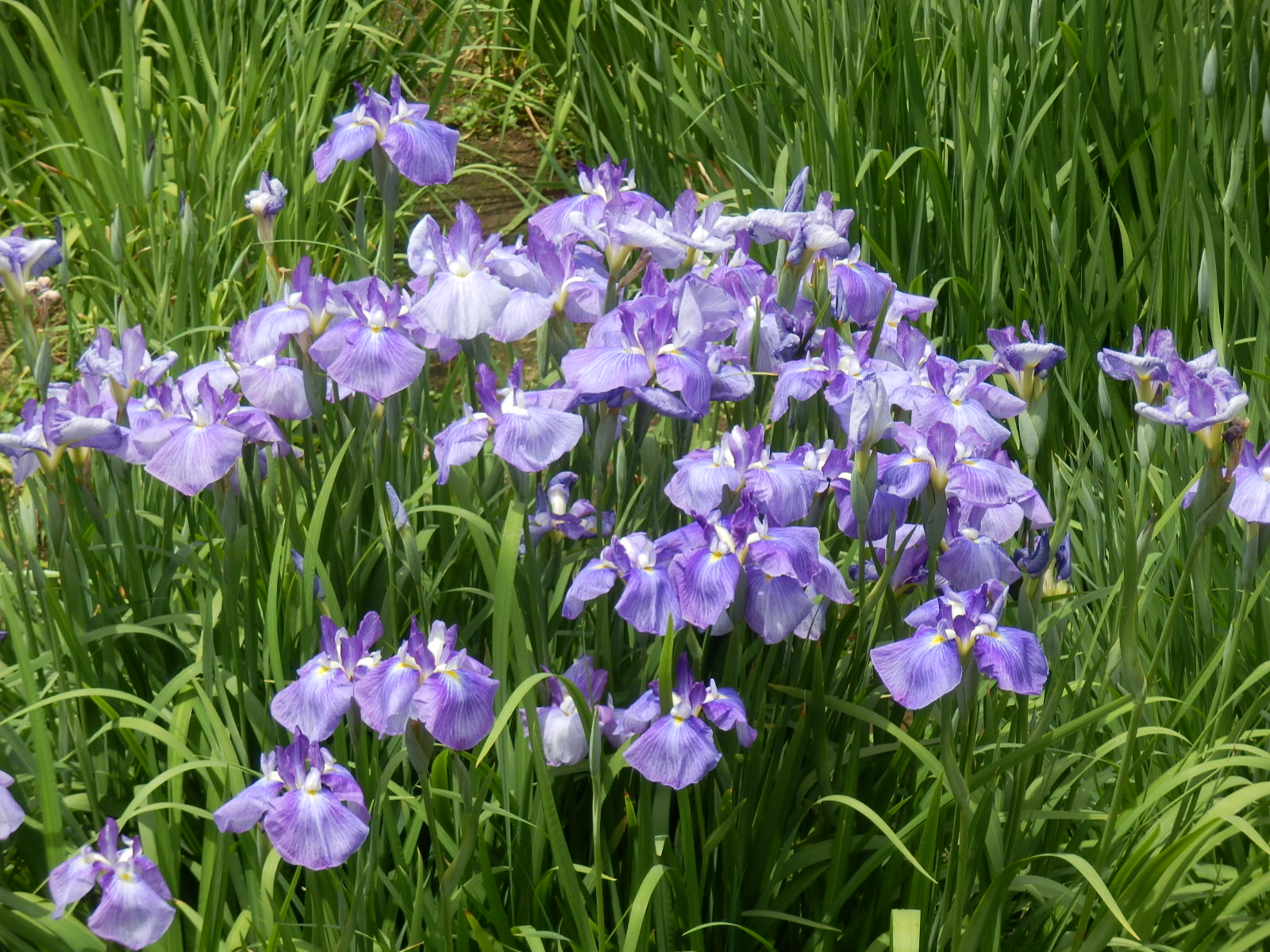 P5270006