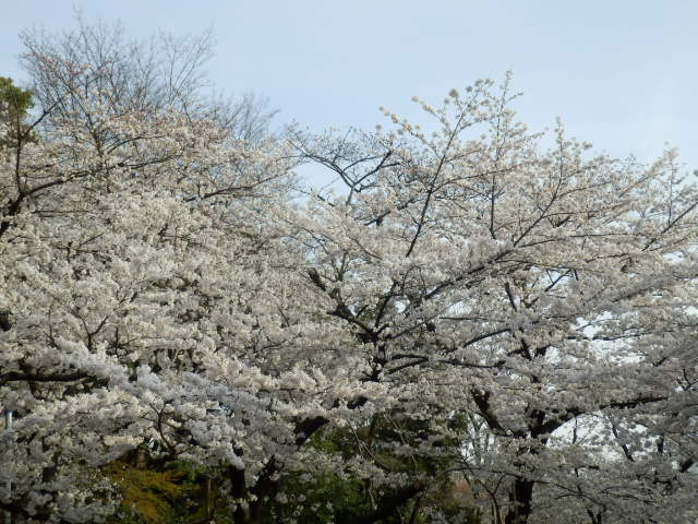 イメージ 17