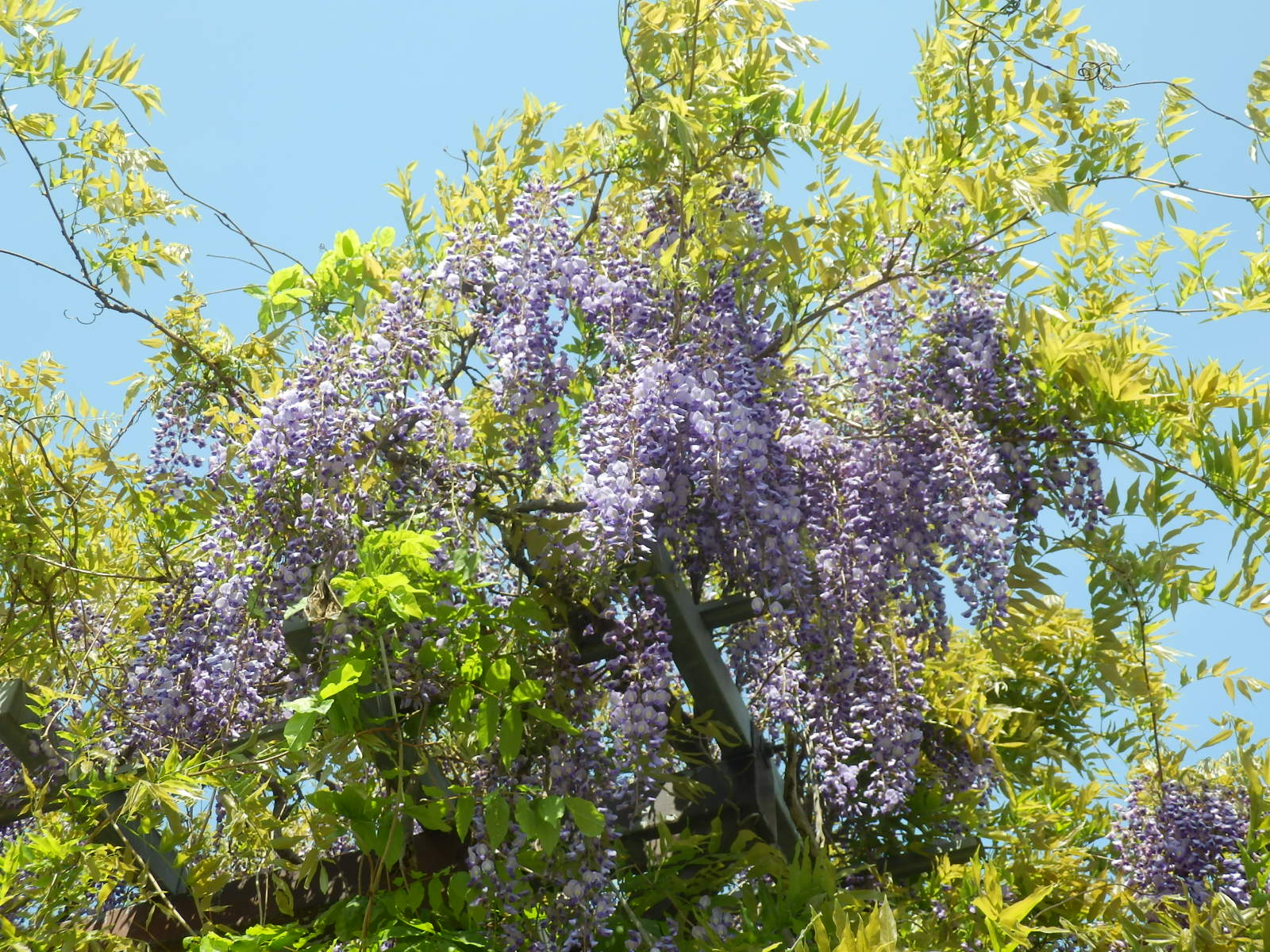 P4270010