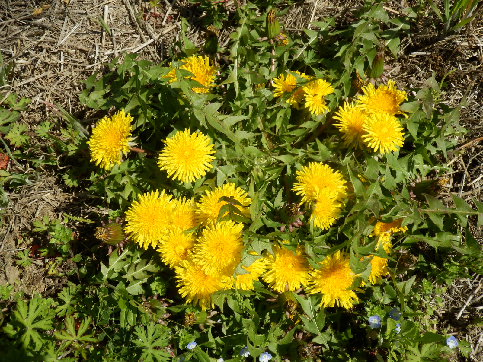 P4110040