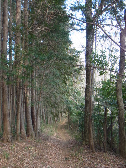 イメージ 13