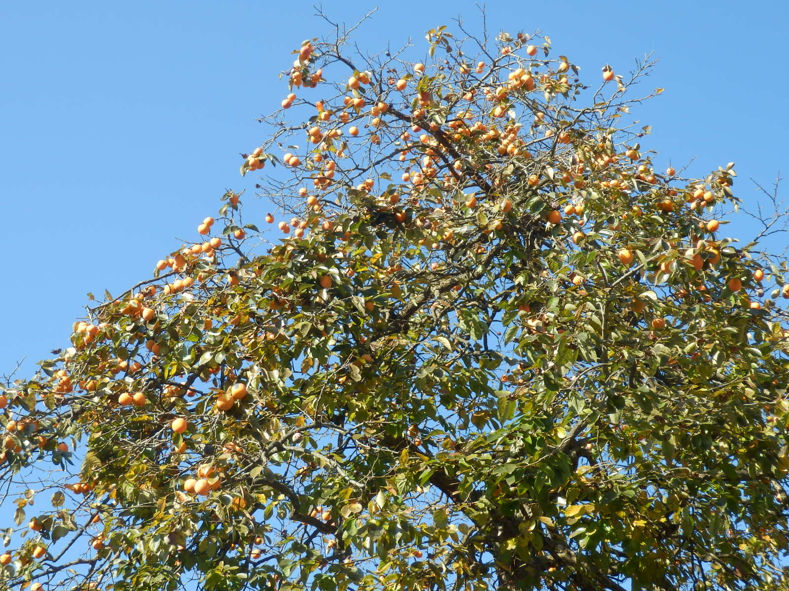 PB090052