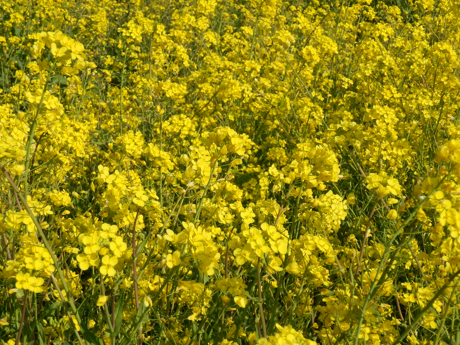 P3240027