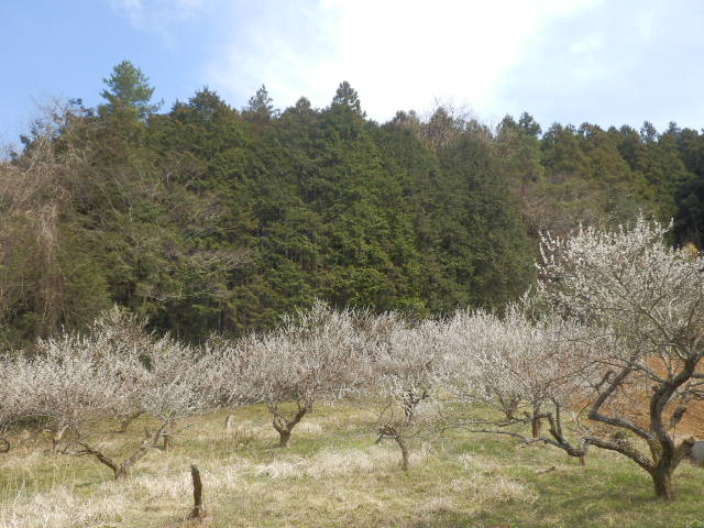 イメージ 16