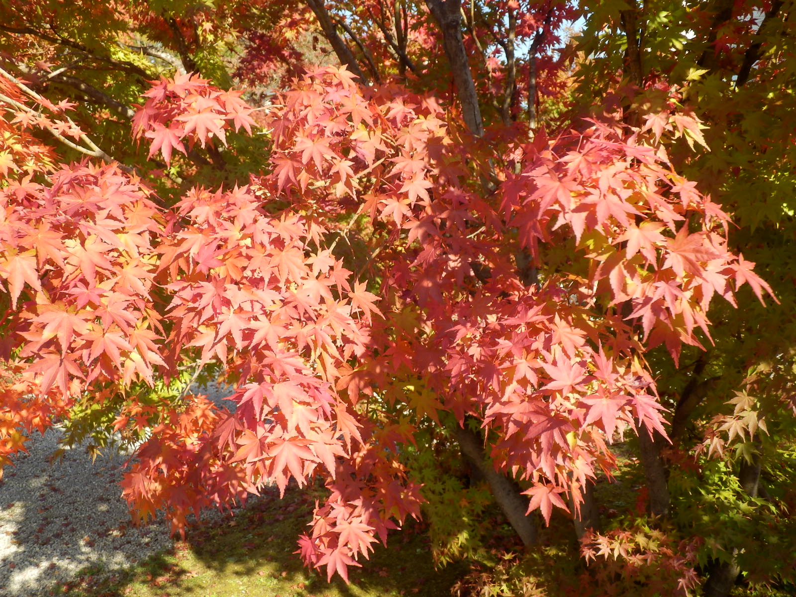 PB090047