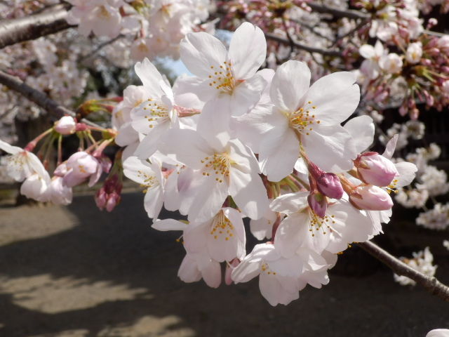 イメージ 8