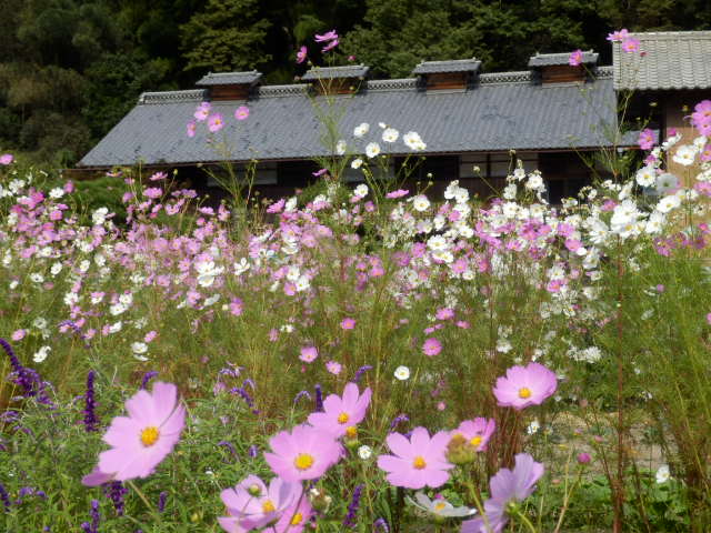 イメージ 6