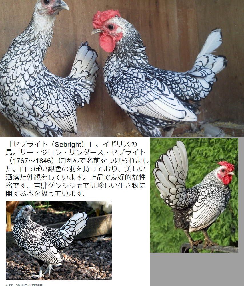 セブライト バンタム たんちゅんのblog
