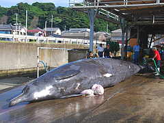 ツチクジラ