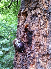 カブトムシとスズメバチ