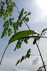 moringa oleifera lamarckeuterpe oleracea