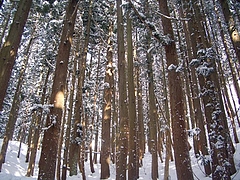 �Ƥ�ʧ����������