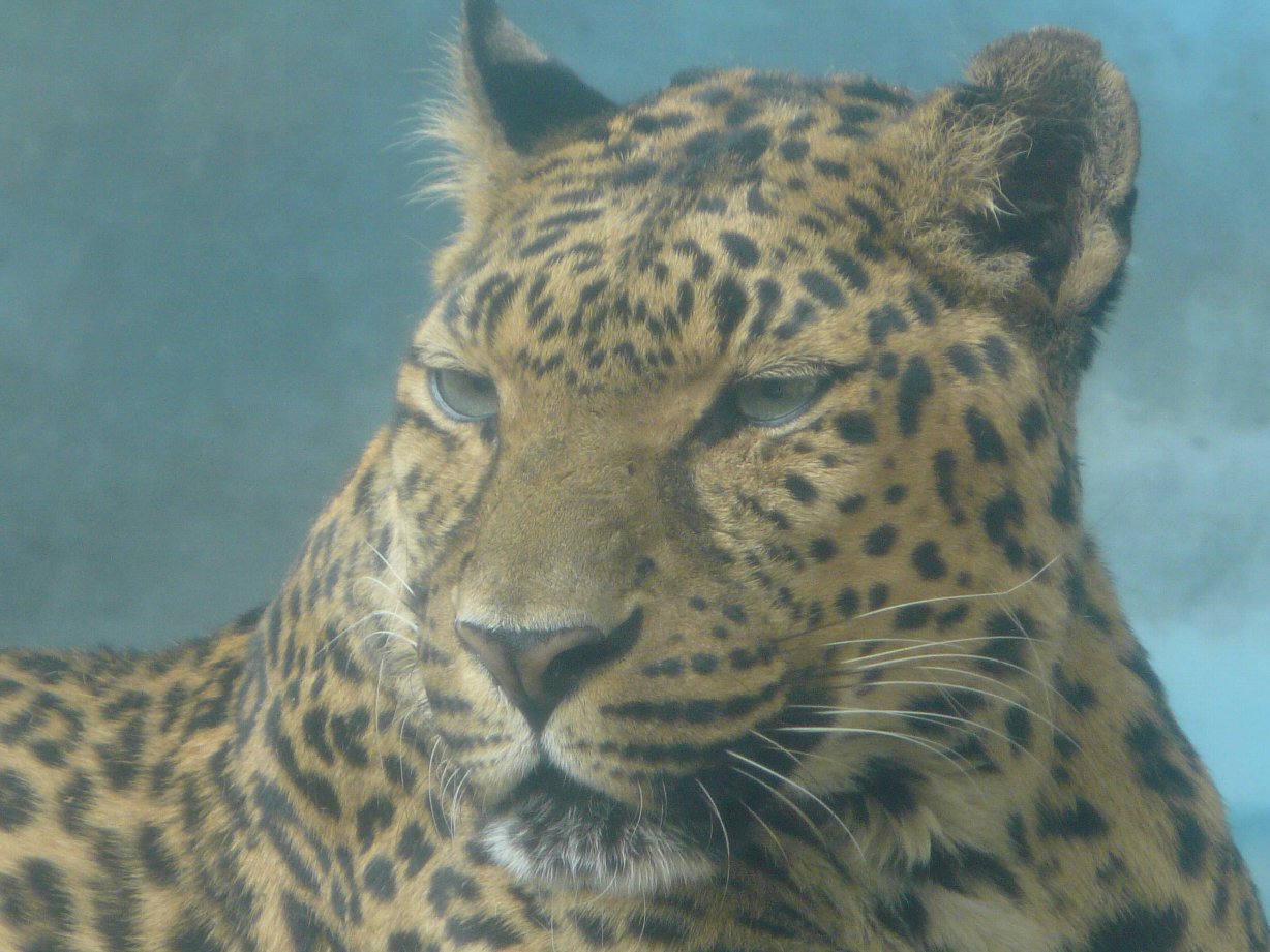 天王寺動物園 豹 ピューマたち タテメオヤジの無鉄砲プチ投資家日記