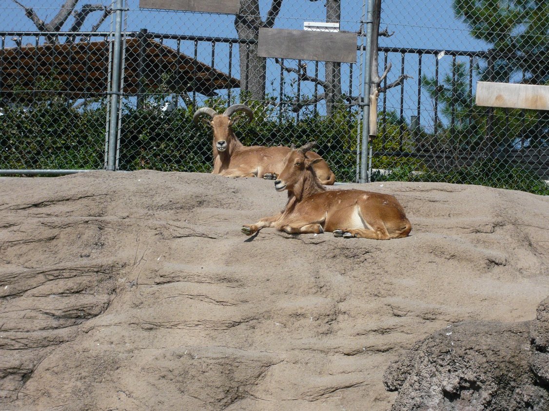 天王寺動物園 バーバリーシープ タテメオヤジの無鉄砲プチ投資家日記