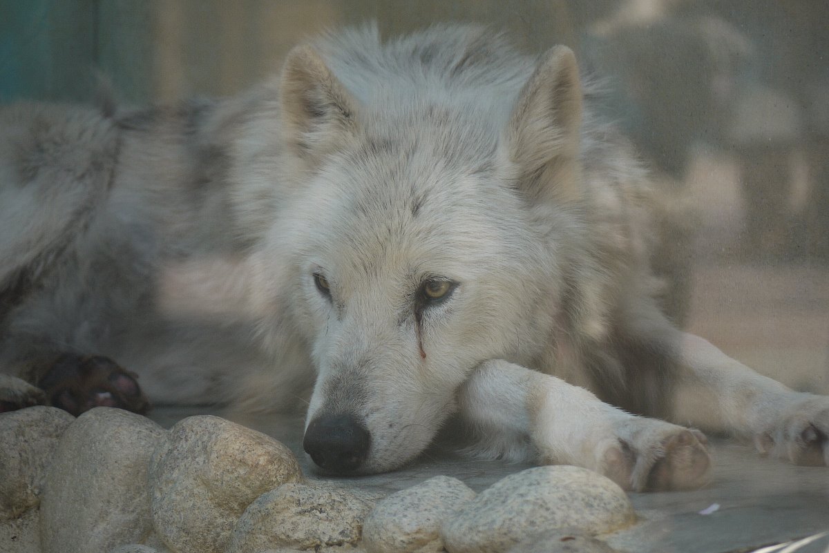 ４月の王子動物園 ３ タテメオヤジの無鉄砲プチ投資家日記