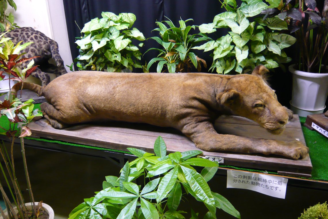 戦時中の動物園 ２ タテメオヤジの無鉄砲プチ投資家日記