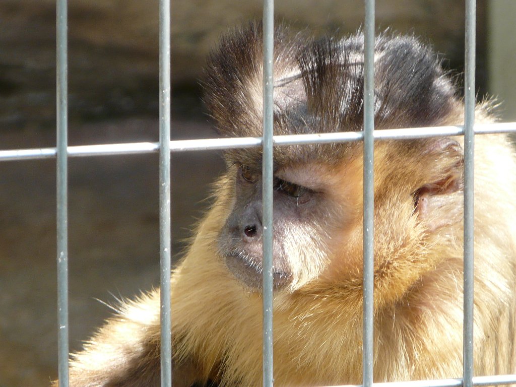 天王寺動物園 猿 タテメオヤジの無鉄砲プチ投資家日記