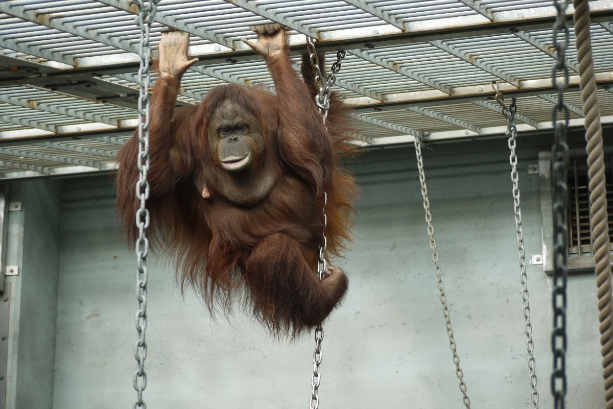 神戸王子動物園 放養式動物舎 タテメオヤジの無鉄砲プチ投資家日記