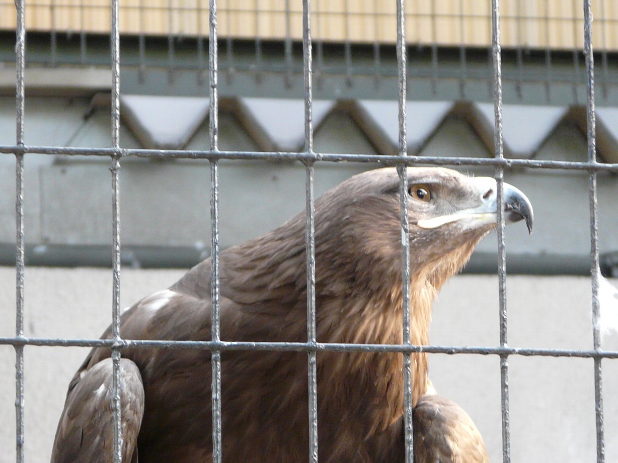 天王寺動物園 ワシ タテメオヤジの無鉄砲プチ投資家日記