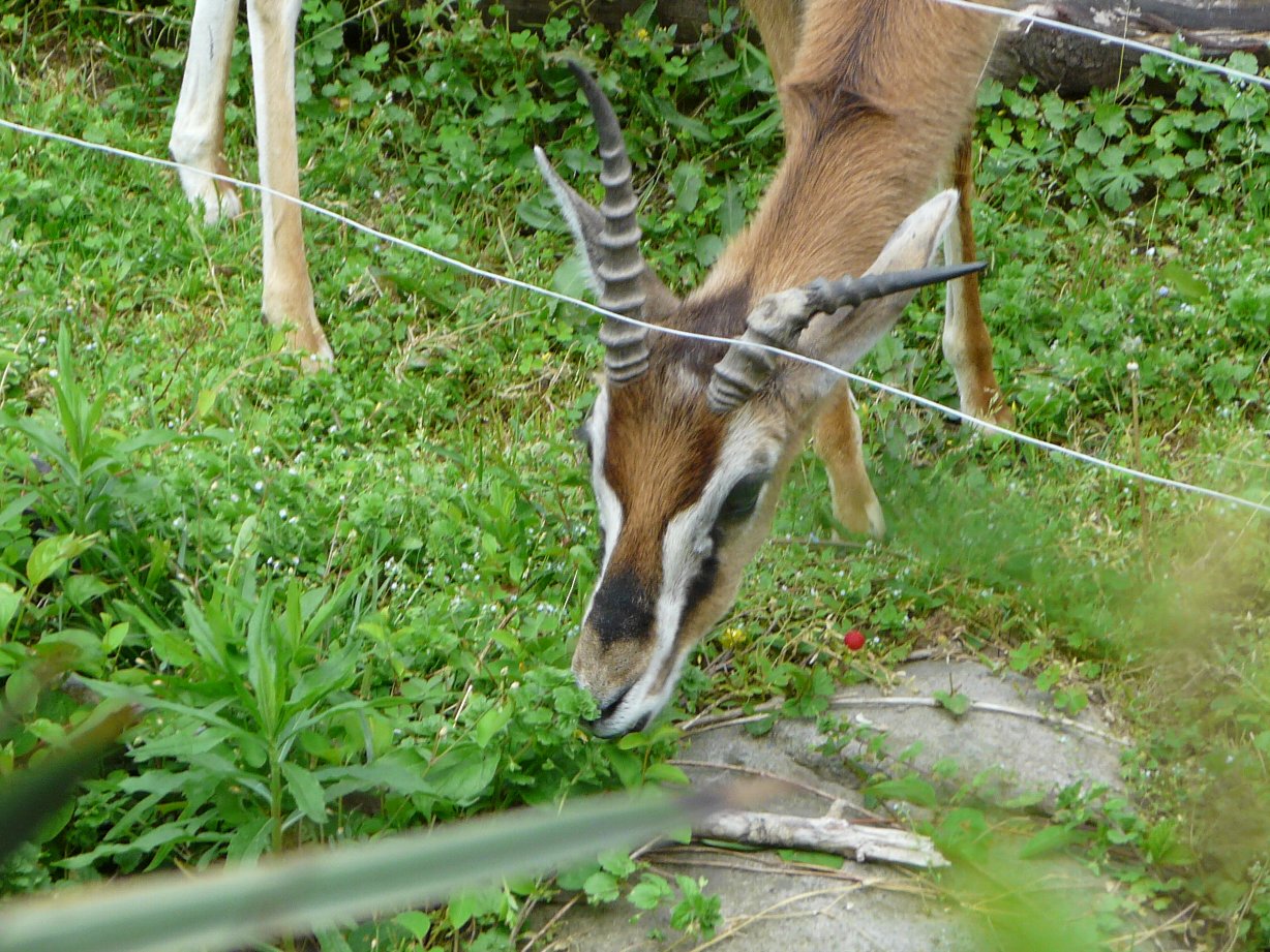 天王寺動物園 トムソンガゼル タテメオヤジの無鉄砲プチ投資家日記