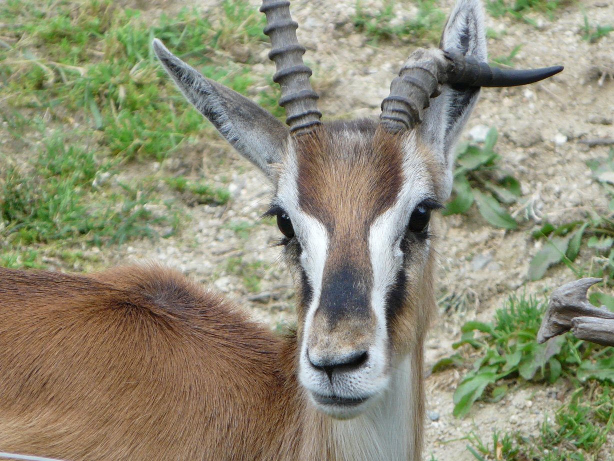 天王寺動物園 トムソンガゼル タテメオヤジの無鉄砲プチ投資家日記