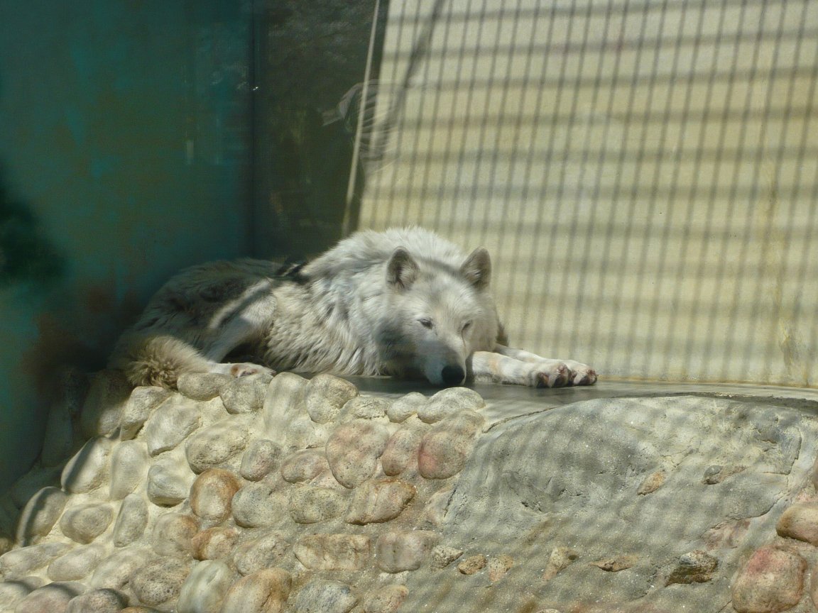 王子動物園 シンリンオオカミ タテメオヤジの無鉄砲プチ投資家日記