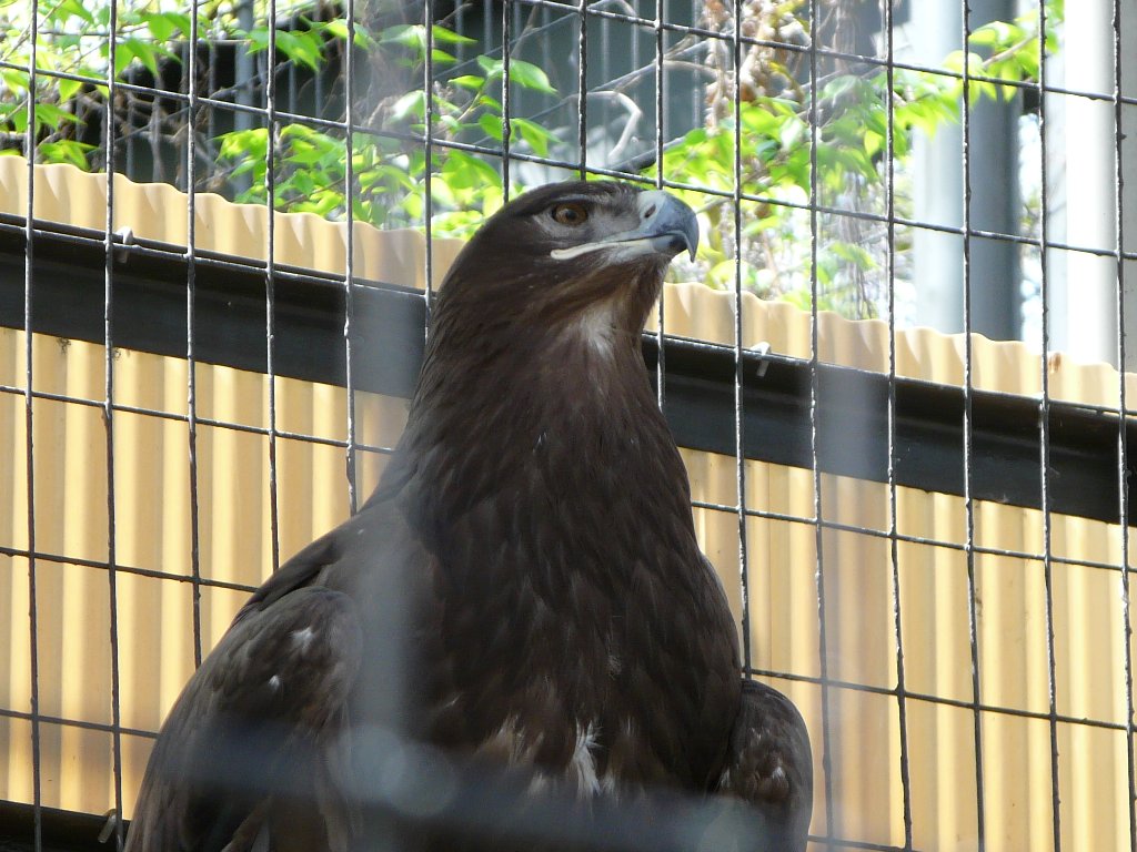 天王寺動物園 ワシ タテメオヤジの無鉄砲プチ投資家日記