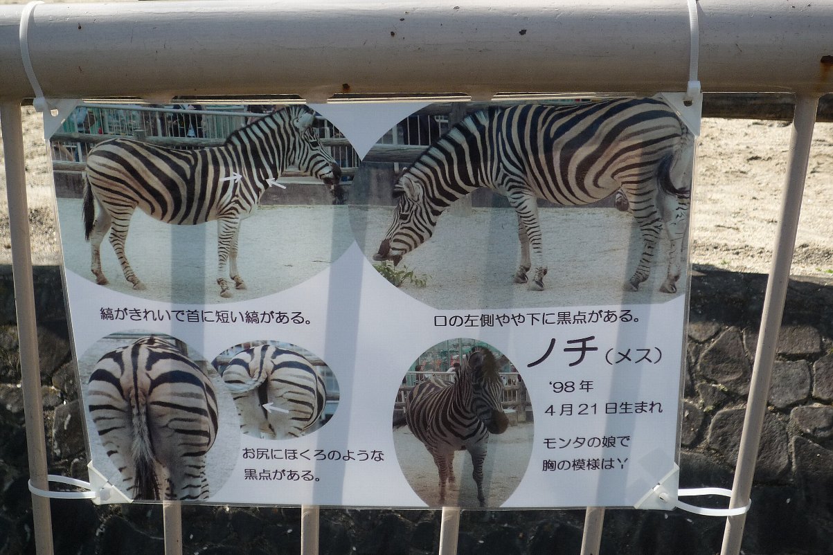 名古屋遠征 ５ 東山動物園 タテメオヤジの無鉄砲プチ投資家日記