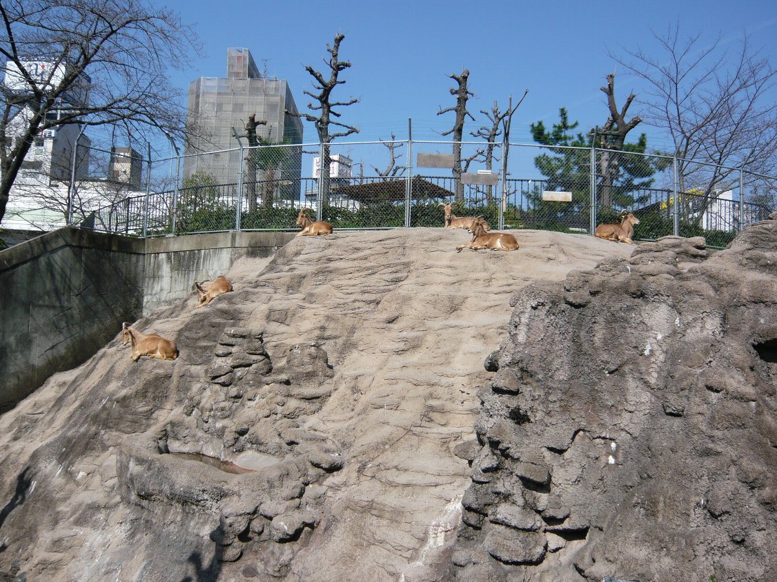 天王寺動物園 バーバリーシープ タテメオヤジの無鉄砲プチ投資家日記