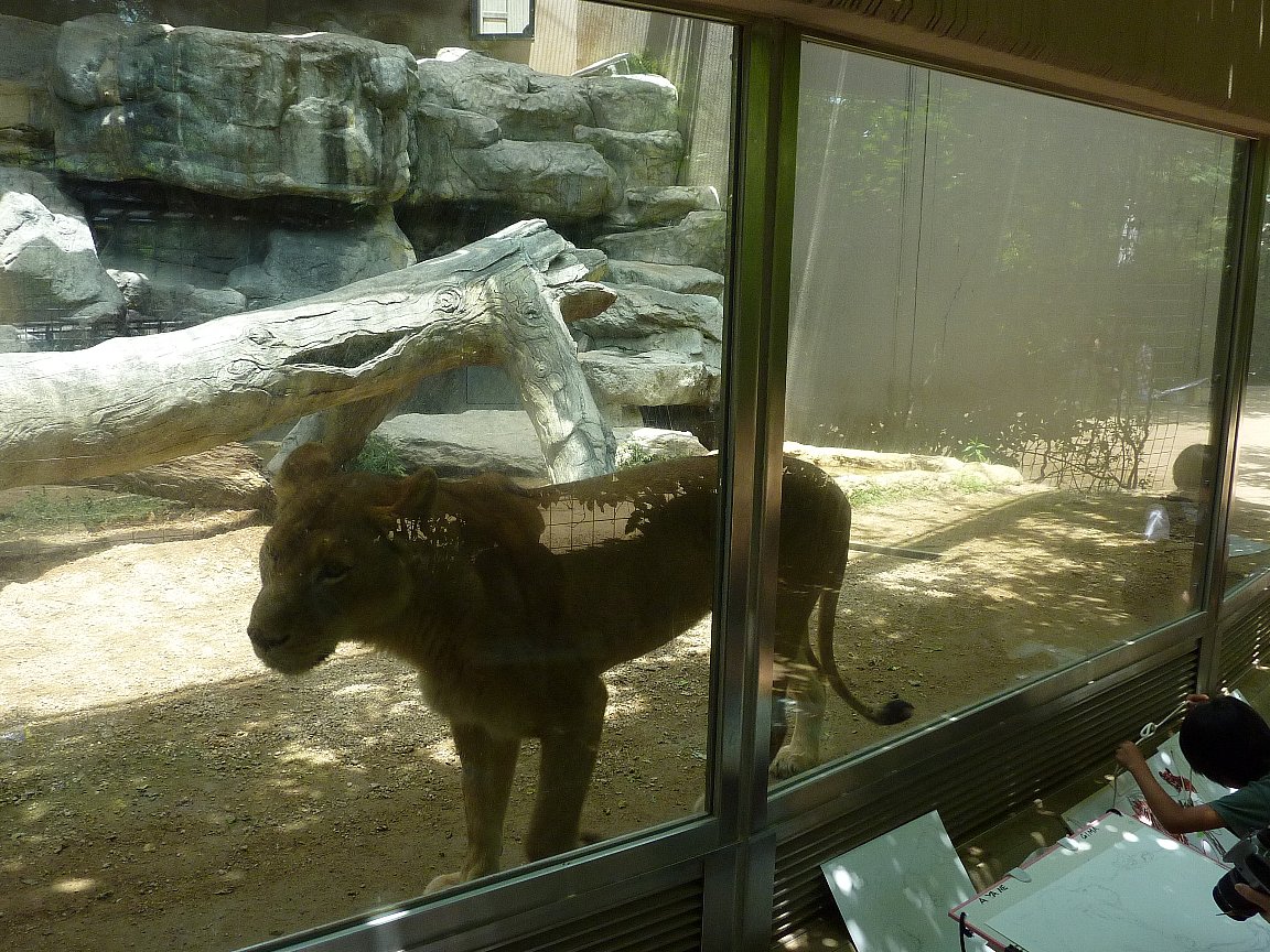 神戸王子動物園６月６日 ３ ライオン タテメオヤジの無鉄砲プチ投資家日記