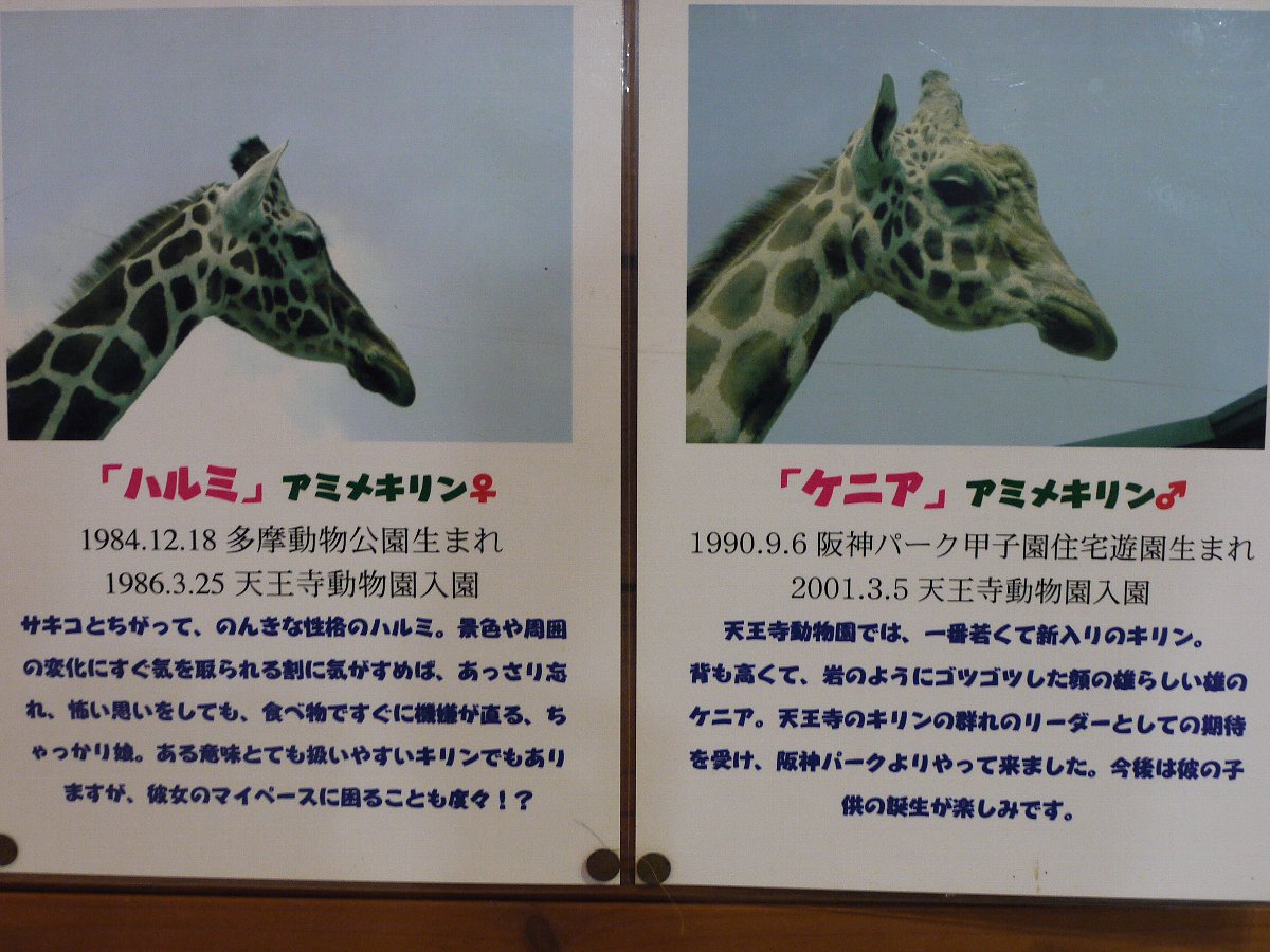 天王寺動物園 キリンの寝室 タテメオヤジの無鉄砲プチ投資家日記