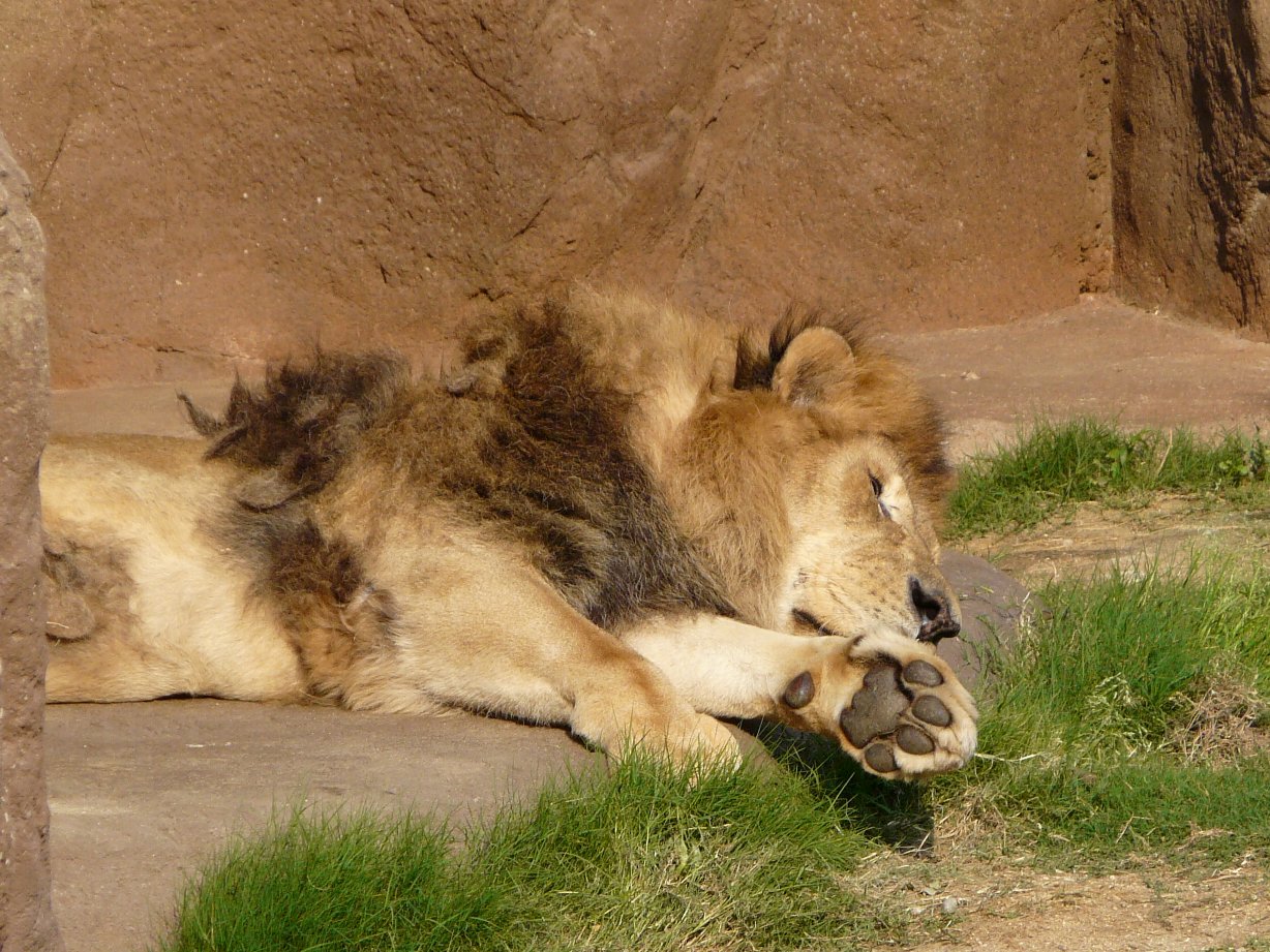 天王寺動物園 ライオン タテメオヤジの無鉄砲プチ投資家日記