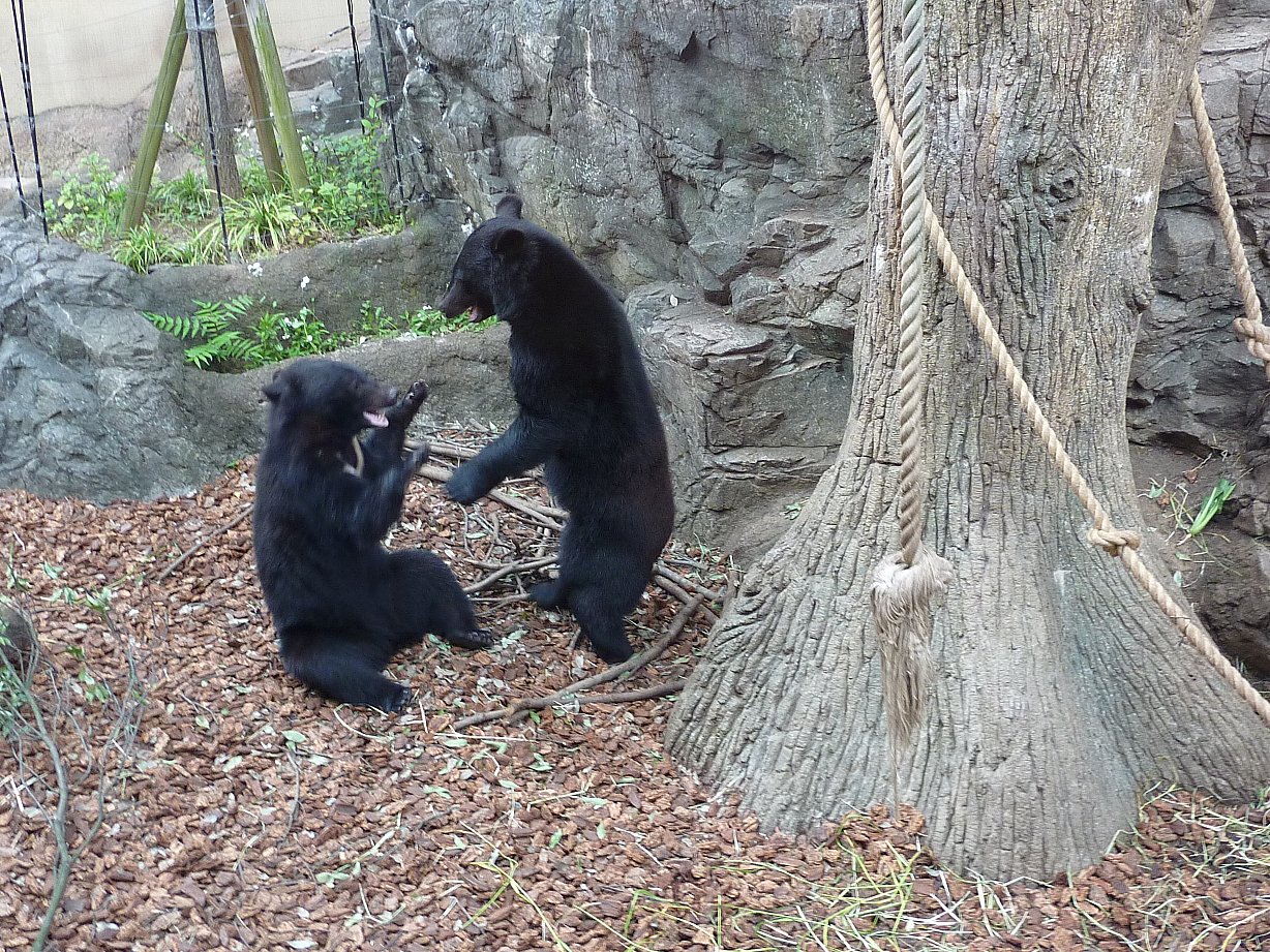 東京都恩賜上野動物園 ６ タテメオヤジの無鉄砲プチ投資家日記