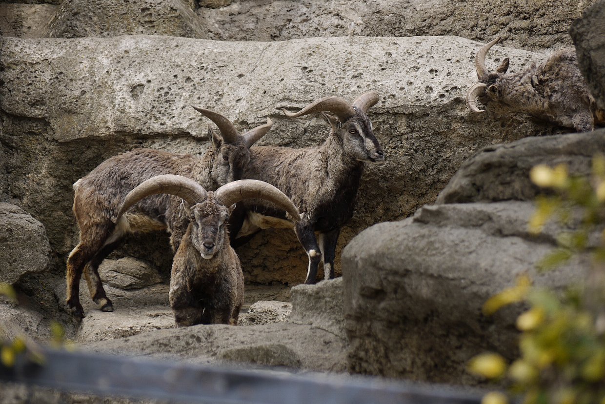 横浜遠征 ８ 金沢動物園 タテメオヤジの無鉄砲プチ投資家日記