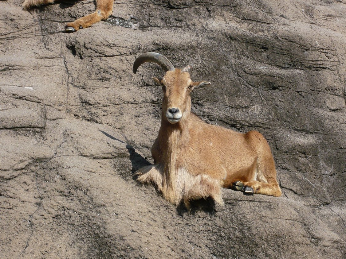 天王寺動物園 バーバリーシープ タテメオヤジの無鉄砲プチ投資家日記