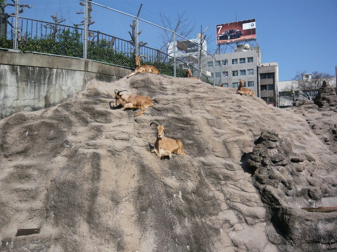 天王寺動物園 バーバリーシープ タテメオヤジの無鉄砲プチ投資家日記