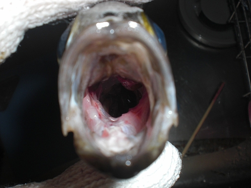 へちべぇ メバルの筒抜き講座 へちべぇ 夜釣りの釣り