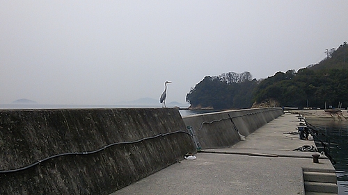 広島帰省でメバリング へちべぇ 夜釣りの釣り