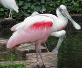 なんて名前の鳥でしょう?