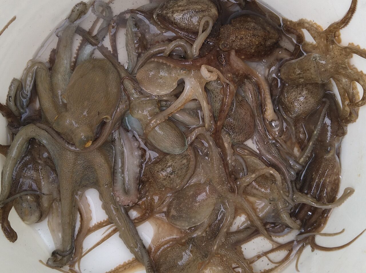 瀬戸大橋方面 太刀魚 イイダコ 9 27 ホシガメ釣り日記 瀬戸大橋方面 太刀魚 イイダコ 9 27 ホシガメ釣り日記