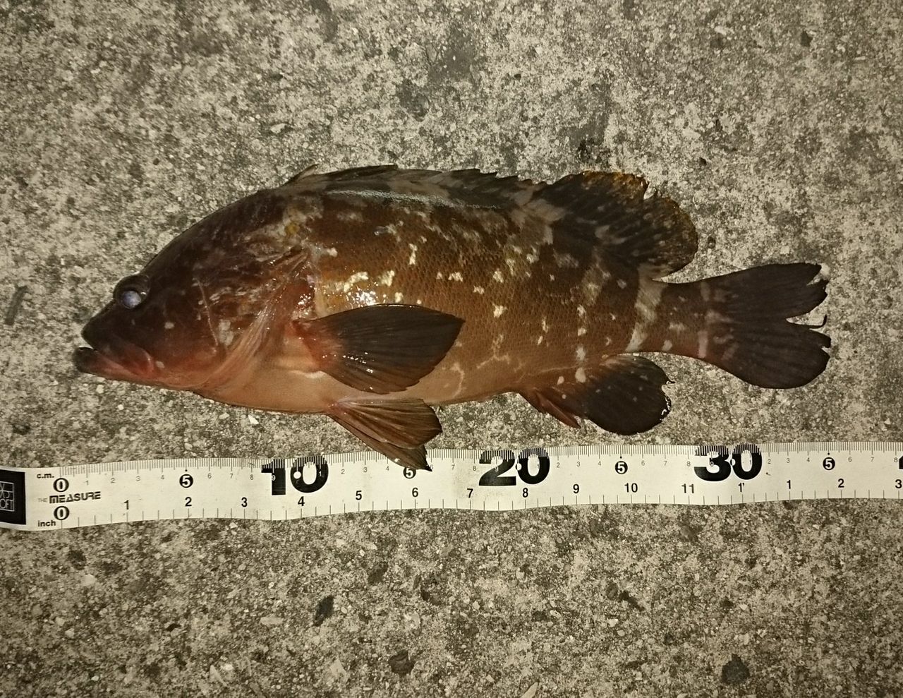 しまなみ アコウ ホシガメ釣り日記