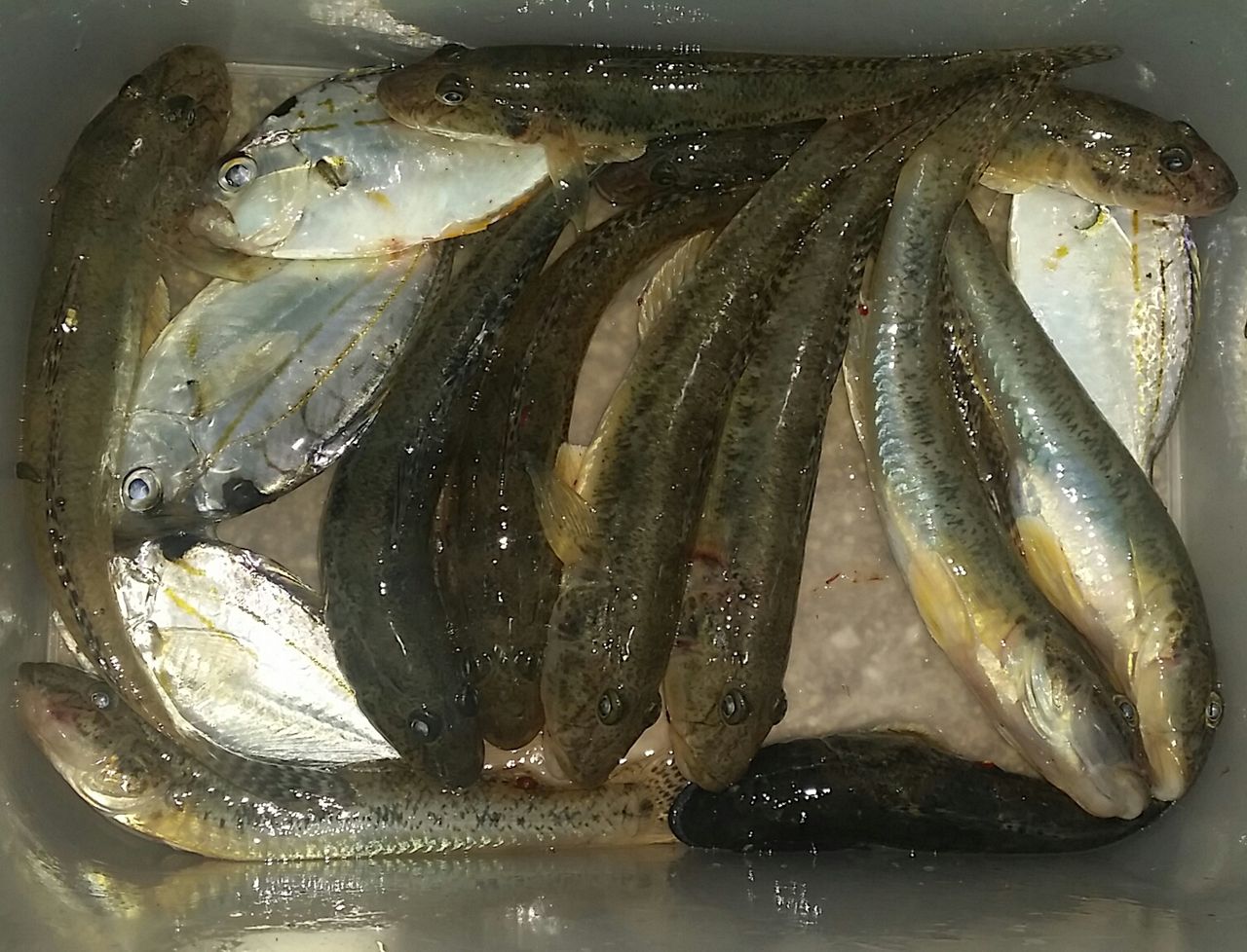 念願の田尻漁港ハゼ釣り ホシガメ釣り日記 念願の田尻漁港ハゼ釣り ホシガメ釣り日記