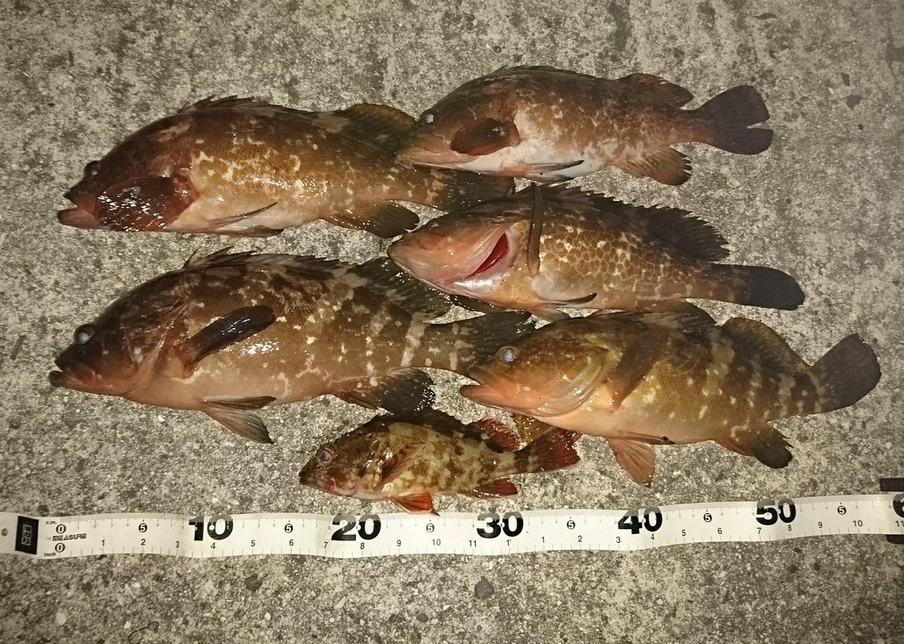 しまなみ アコウ ホシガメ釣り日記