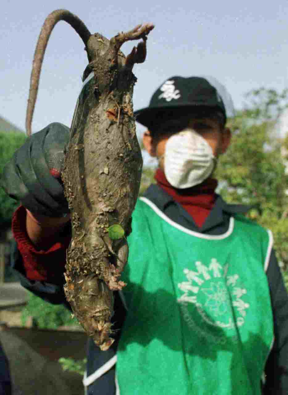 閲覧注意 イランで突然変異によって巨大化したミュータントネズミを掃討するために陸軍スナイパーチームが出動 まとめの穴